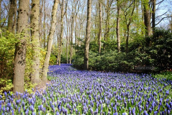 Bulan Maret - Mei saat musim semi, kota-kota di Belanda cantik sekali oleh warna-warni bunga. Ini adalah Hyacinth field di daerah tempat saya tinggal