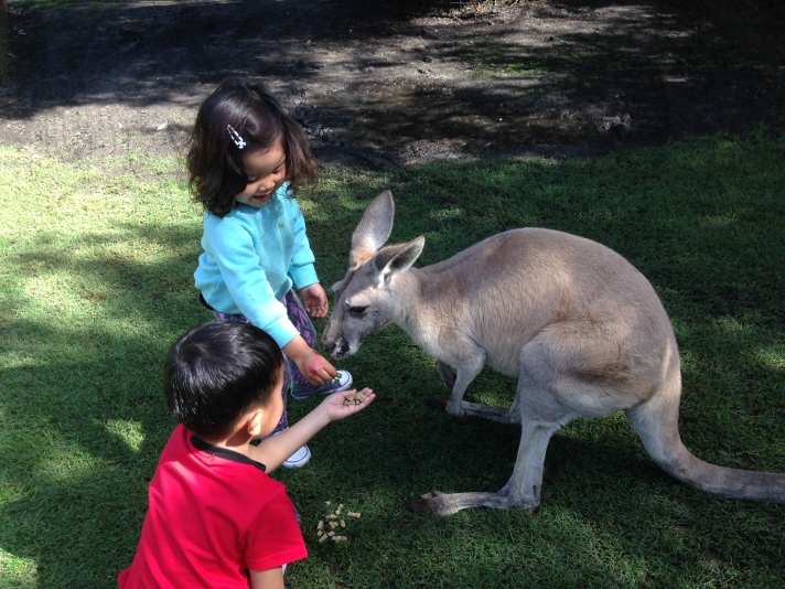 Leia dan sepupunya Kinan di Caversham zoo ada area terbuka bisa langsung pet kangaroo dan kasih makan